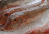 Gurnard