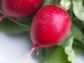 Radishes