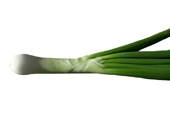 Spring onions