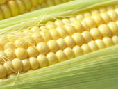 Sweetcorn