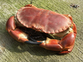 An image of crab waiting to load