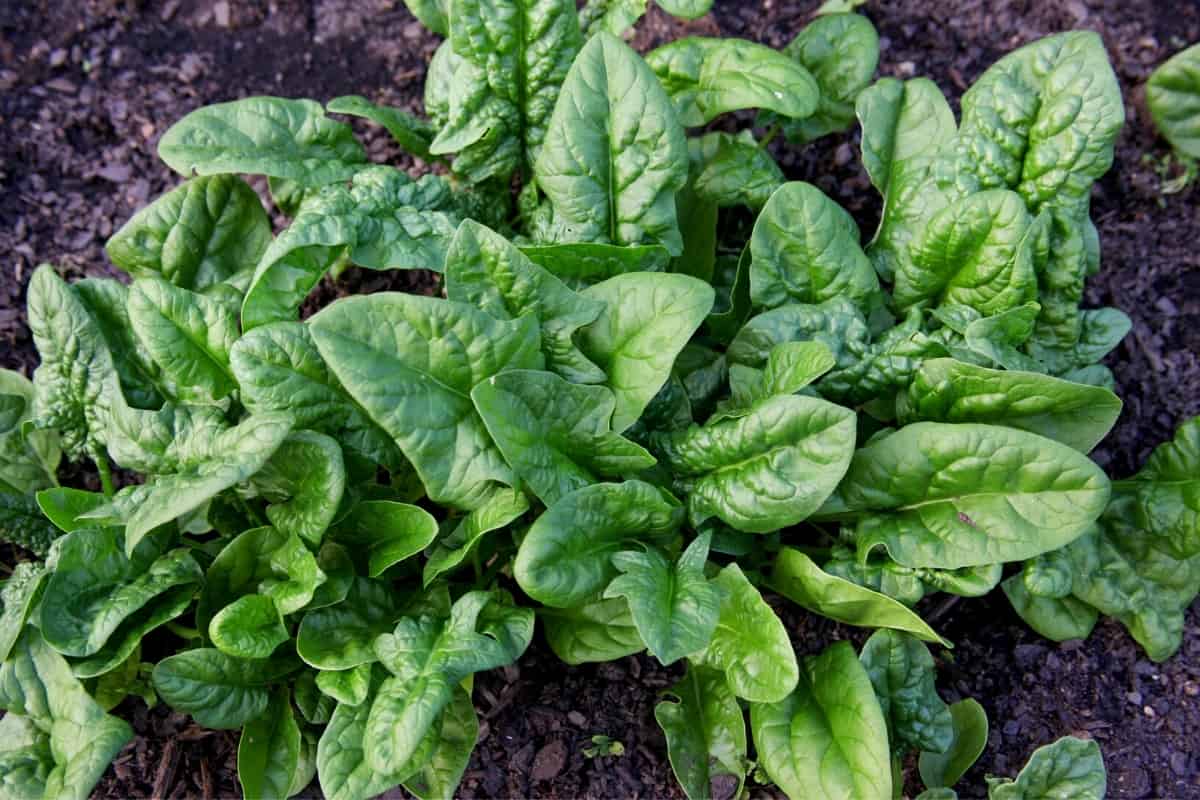 An image of spinach waiting to load